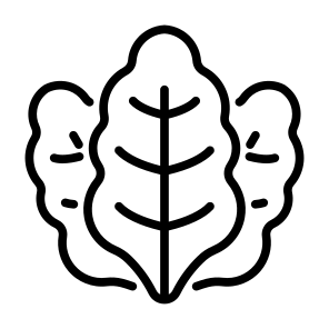 Kale, Vegetable, Vegetarian, Healthy Food, Food And Restaurant icon