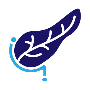 Pancreas, Human Body, Body Organ, Anatomy, Digestive System icon