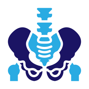 Pelvis, Bone, Skeleton, Human Body, Body Parts  icon