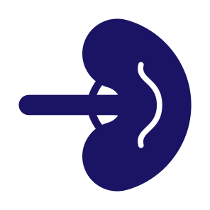 Spleen, Body Parts, Body Organ, Anatomy, Lymphatic Vessel icon
