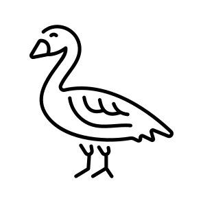 Egyptian Goose icon