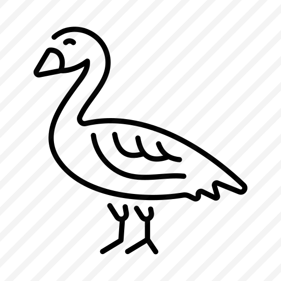 Egyptian Goose preview