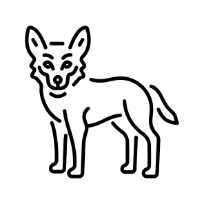 Egyptian Jackal icon