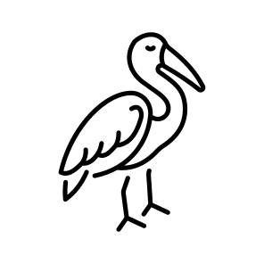 Ibis Bird icon