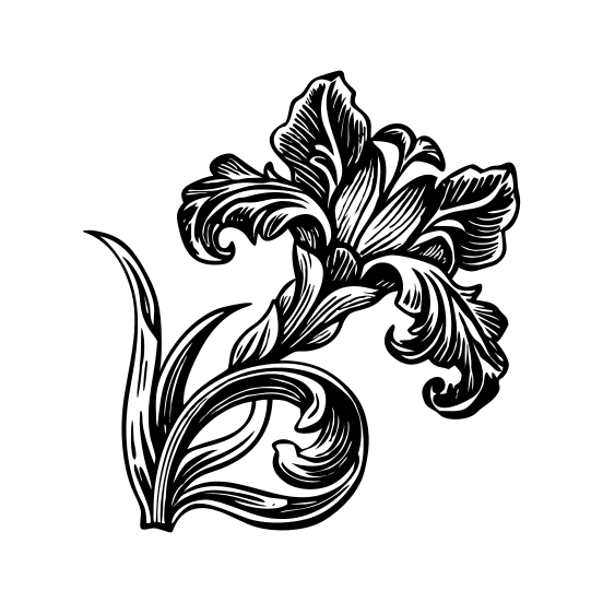 Blooming Iris illustration