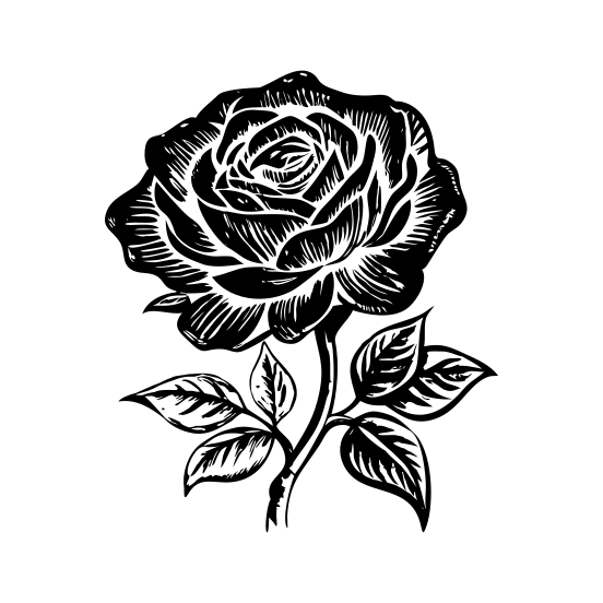 Blooming Rose illustration