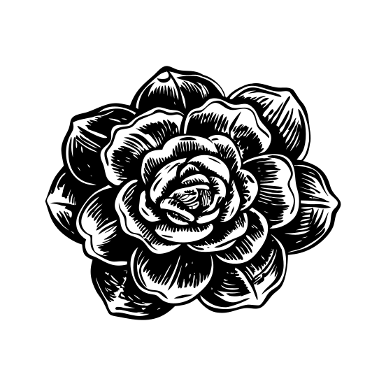 Camellia Bloom illustration