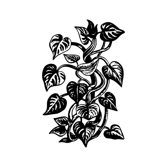 Glory Vine illustration