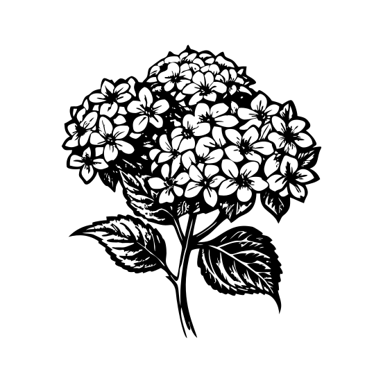 Hydrangea Bunch illustration