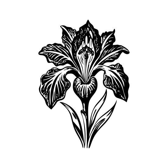 Iris Flower illustration