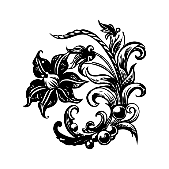 Lily Plant illustration