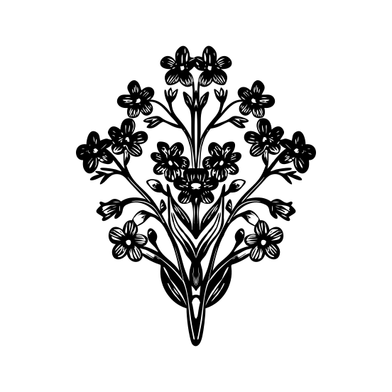 Myosotis illustration