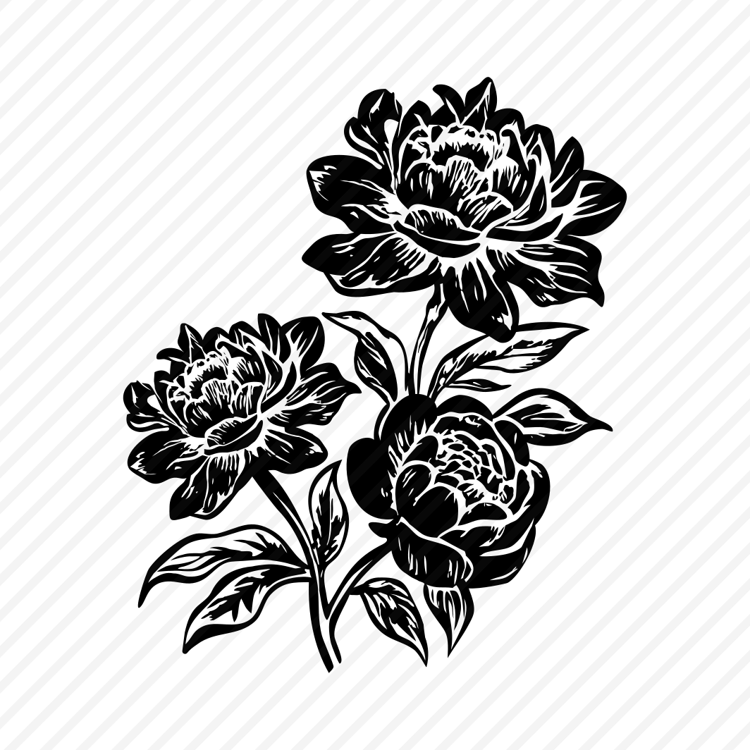 Peony Flowers preview