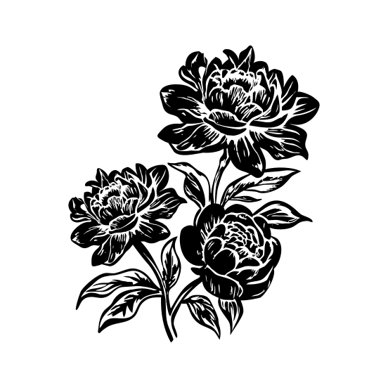 Peony Flowers illustration