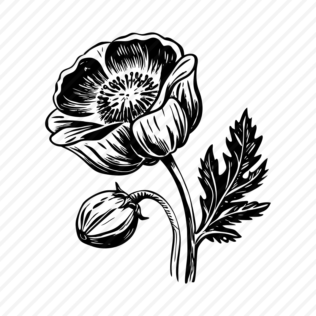 Poppy Flower preview