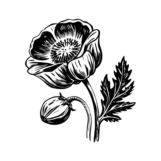 Poppy Flower illustration