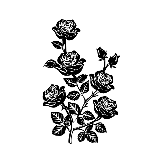 Rose Plant illustration