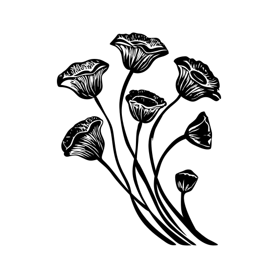 Slender Poppies illustration
