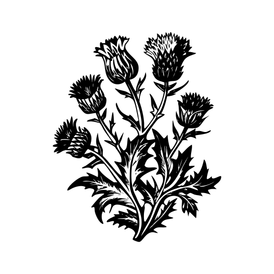 Thistles illustration