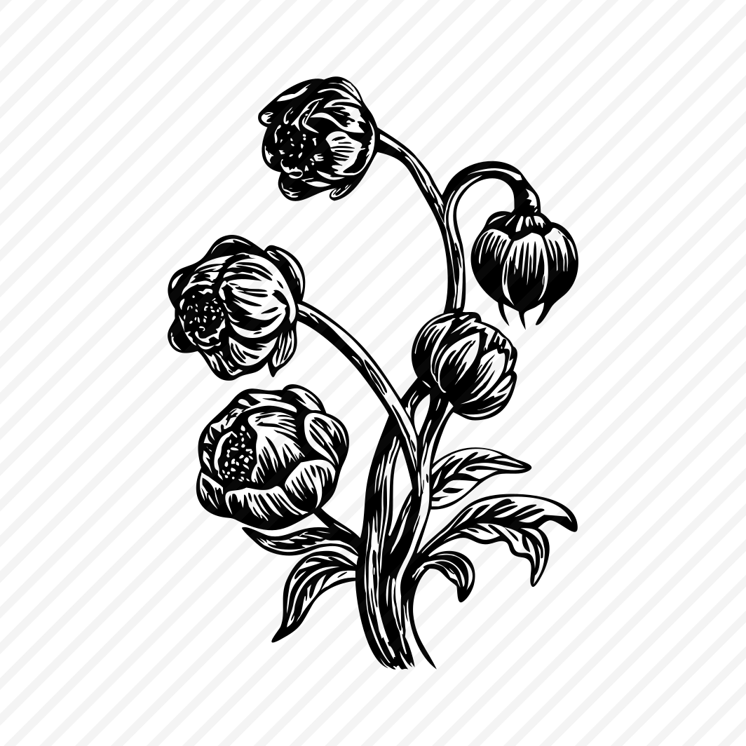 Winding Peony preview