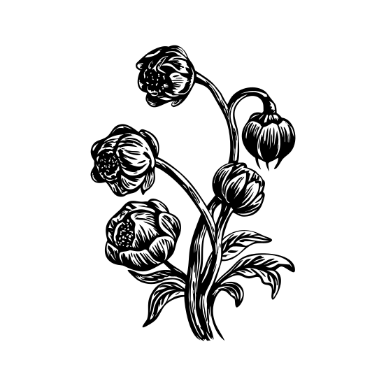 Winding Peony illustration
