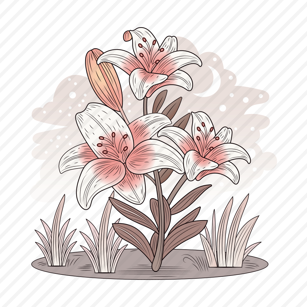 Lily Plant preview