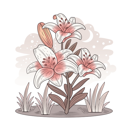 Lily Plant illustration