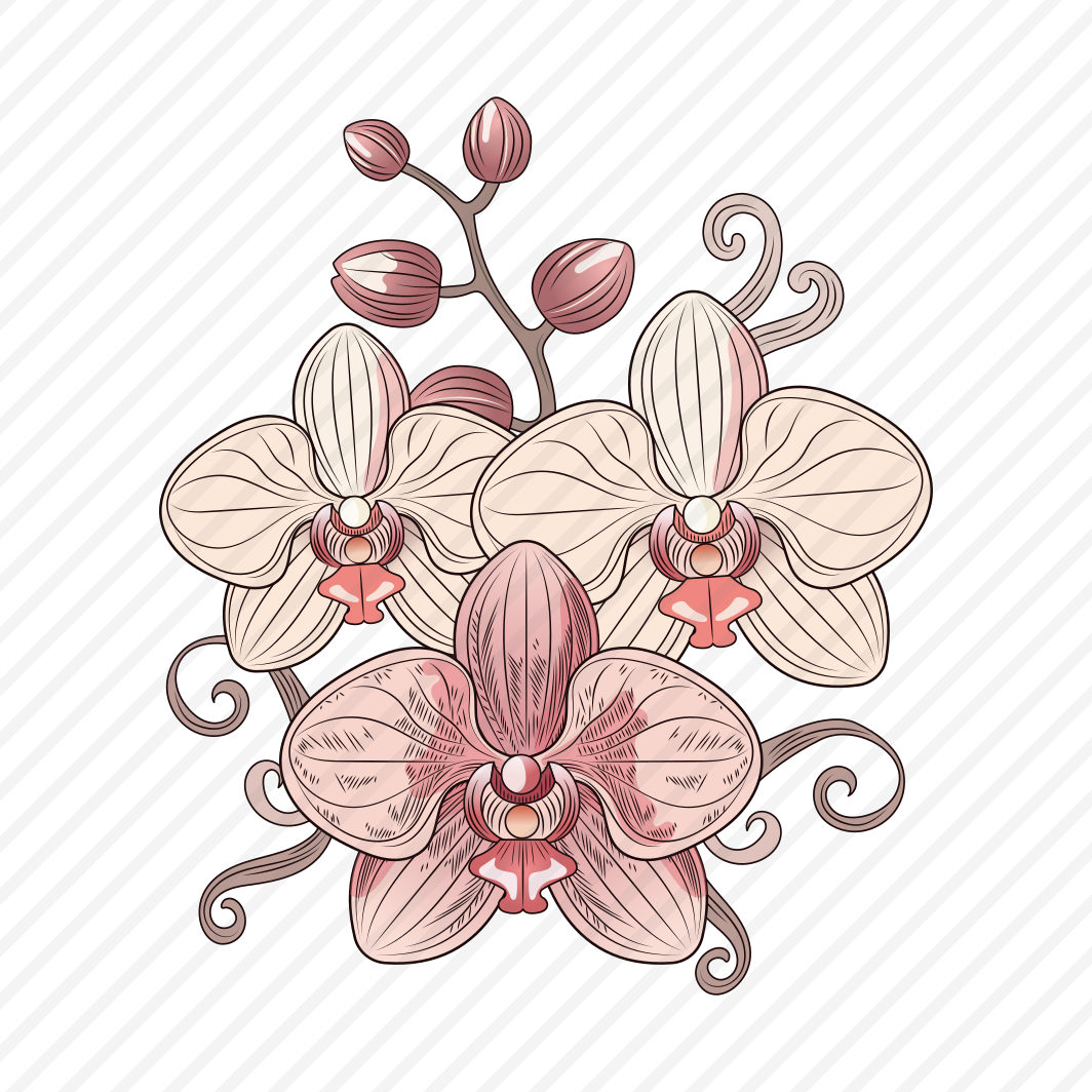 Moth Orchid preview