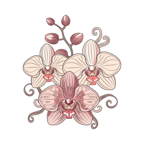 Moth Orchid illustration