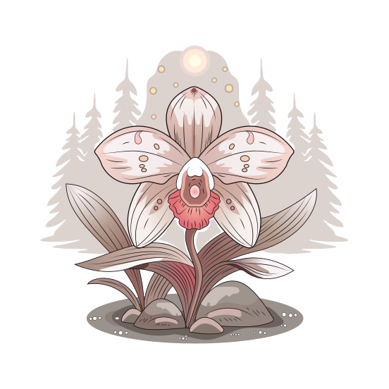 Spirit Orchid illustration