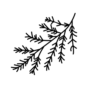 Evergreen Branch, Leafage, Foliage, Nature, Plant icon