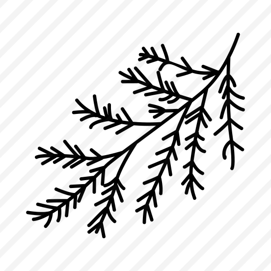 Evergreen Branch, Leafage, Foliage, Nature, Plant preview