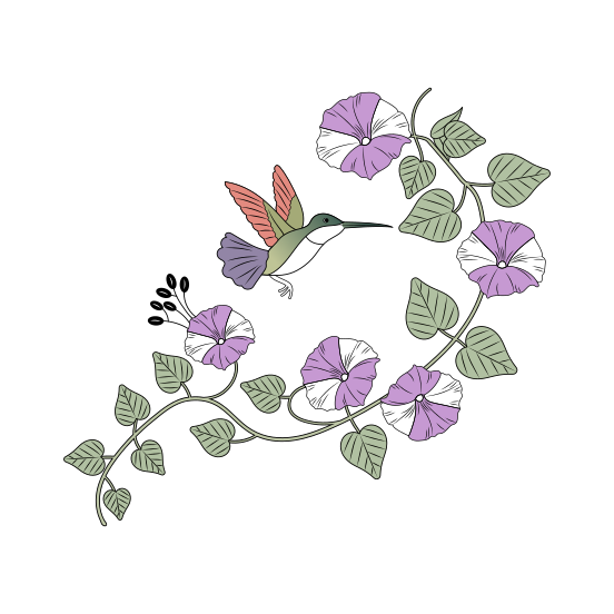 Morning Glory, Ipomoea, Flower, Floral, Bird illustration