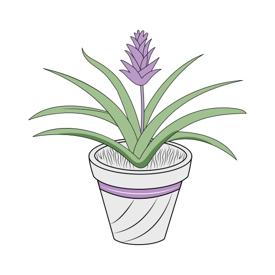 Aloe Vera, Houseplant, Leaves, Blooming, Nature, illustration