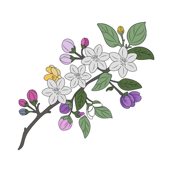 Apple Blossom, Twig, Floret, Blooming, Nature, illustration