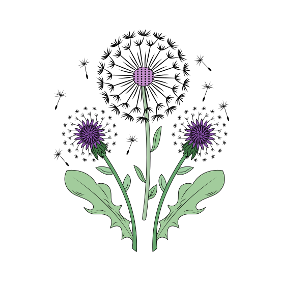 Dandelion, Taraxacum, Floral, Nature, Floral, illustration