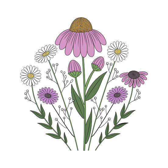 Echinacea, Flower, Floret, Blooming, Nature, illustration