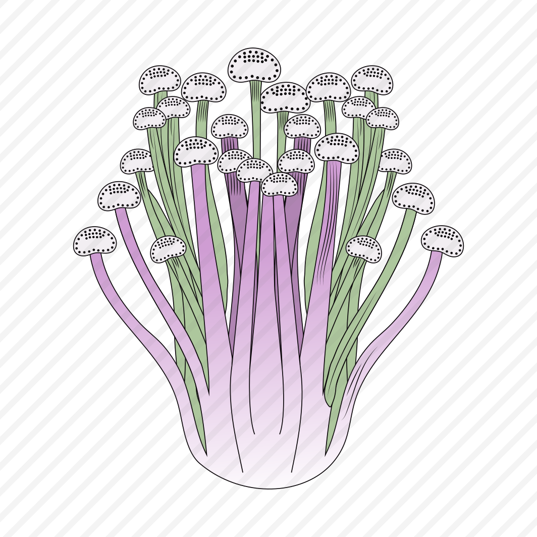 Enoki Mushroom, Fungi, Ingredient, Edible, Nature, preview