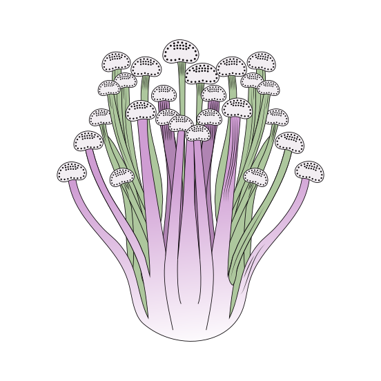 Enoki Mushroom, Fungi, Ingredient, Edible, Nature, illustration
