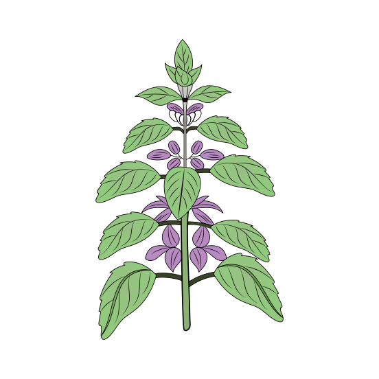 Flower Wreath, Ornamental, Floret, Blooming, Nature, illustration