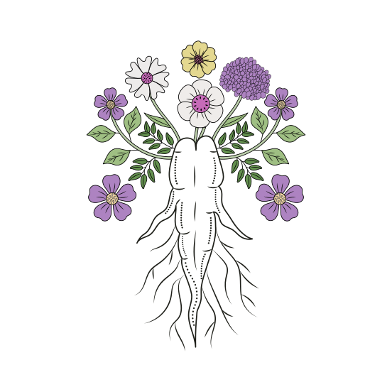 Ginseng Root, Flowers, Floret, Blooming, Nature, illustration
