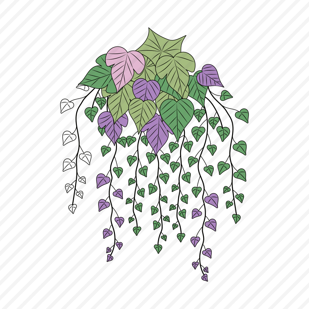 Ivy Plant, Hangings, Floret, Blooming, Nature, preview
