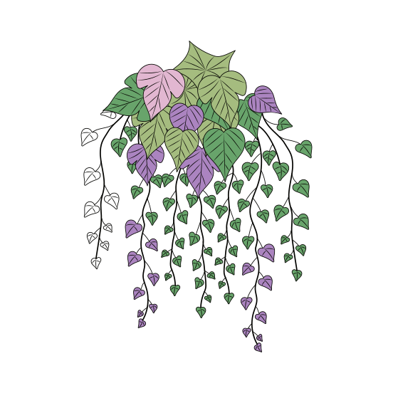 Ivy Plant, Hangings, Floret, Blooming, Nature, illustration