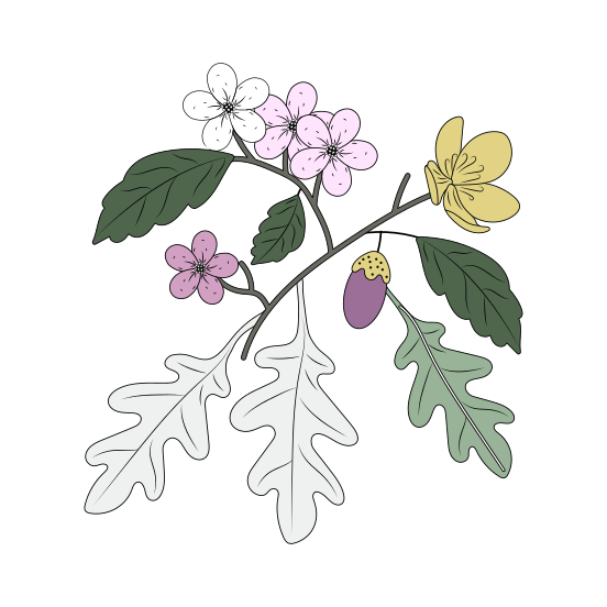 Oak Plant, Leaves, Twig, Blooming, Nature, illustration