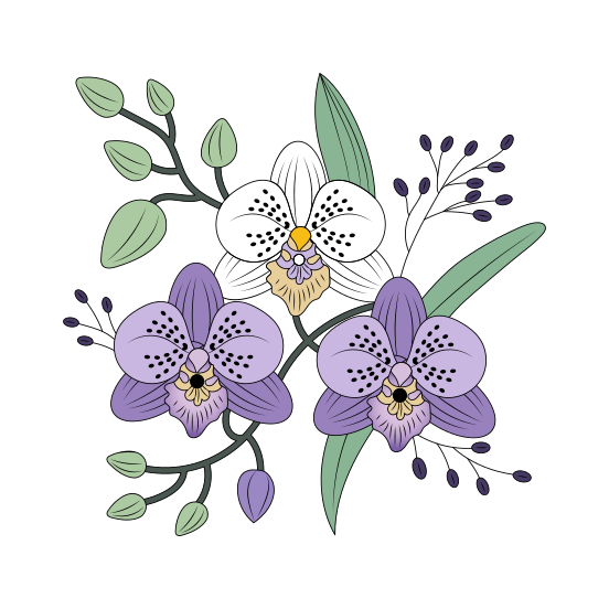 Orchid Flower, Floral, Floret, Blooming, Nature, illustration