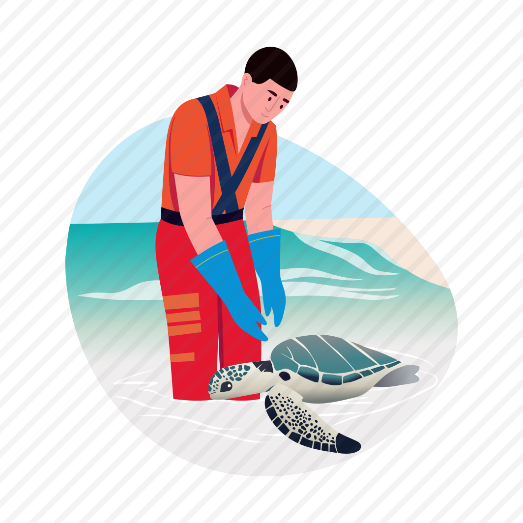 Turtle Tagging, Animal Care, Protection, Aquatic, Oceanography preview