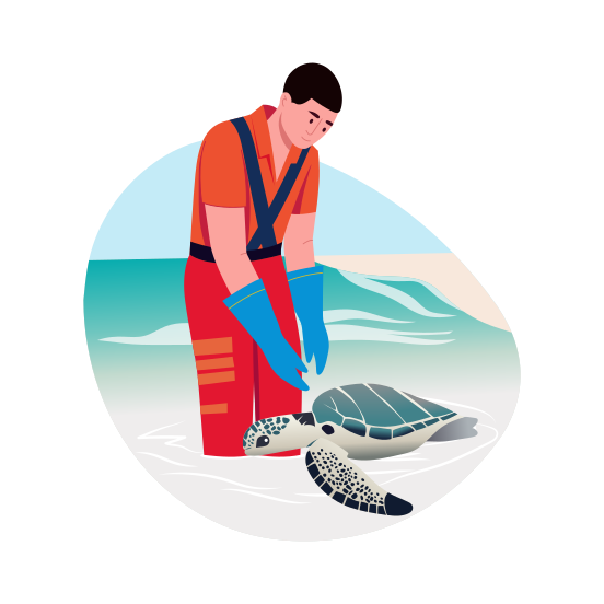 Turtle Tagging, Animal Care, Protection, Aquatic, Oceanography illustration