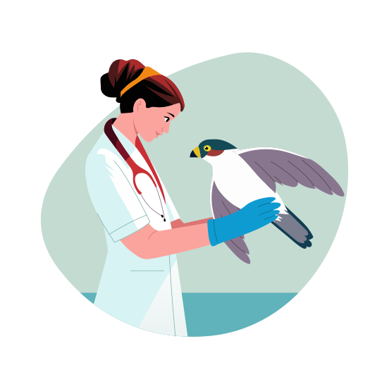 Wildlife Rehabilitation, Vet, Doctor, Animal Care, Protection, illustration