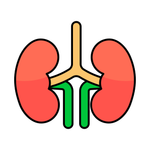 Kidney, Nephron, Human Organ, Body Part, Anatomy icon