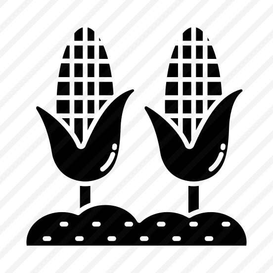 Corn, Corn Cobs, Maize, Cereal, Food,  preview